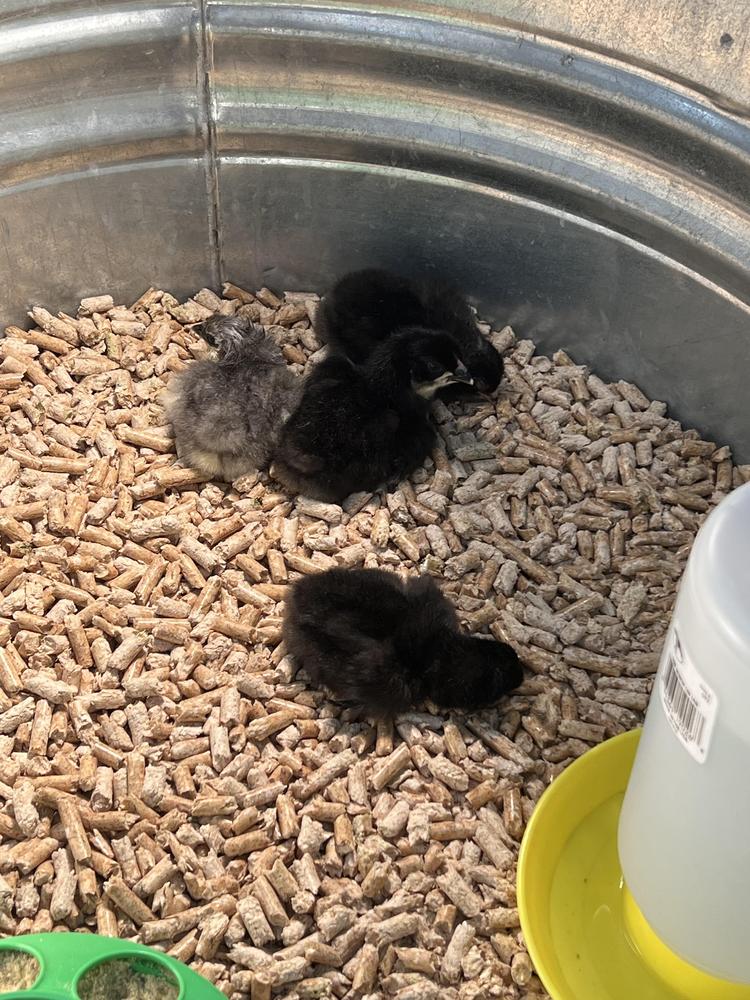Our chicks are hatching!