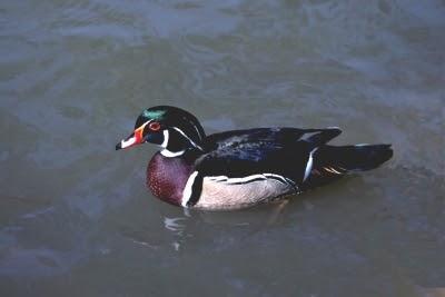 Wood Duck