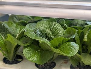 hydroponic lettuce
