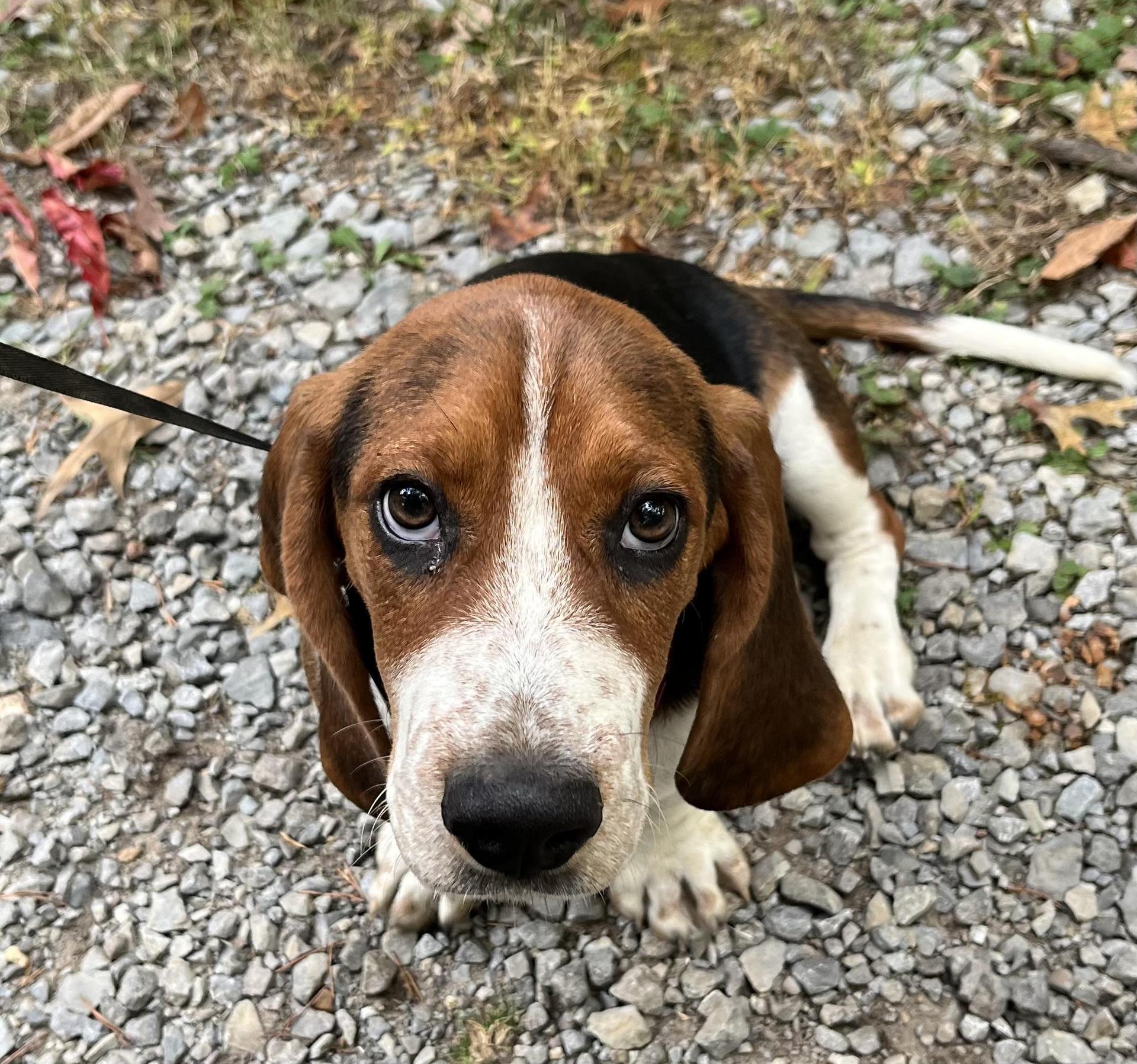My Basset Hound Murphy