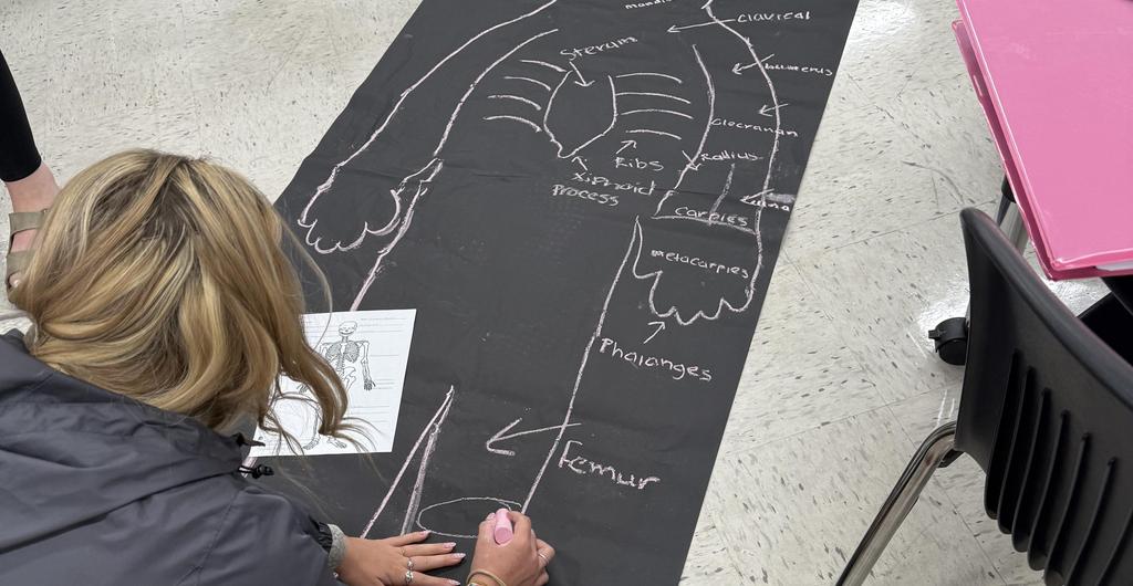 Labeling bones in healthcare science