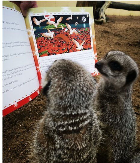 meerkats reading