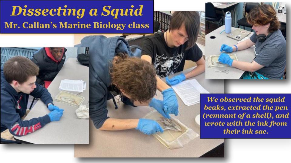 Collage of dissecting a squid in Mr. Callan’s Anatomy class
