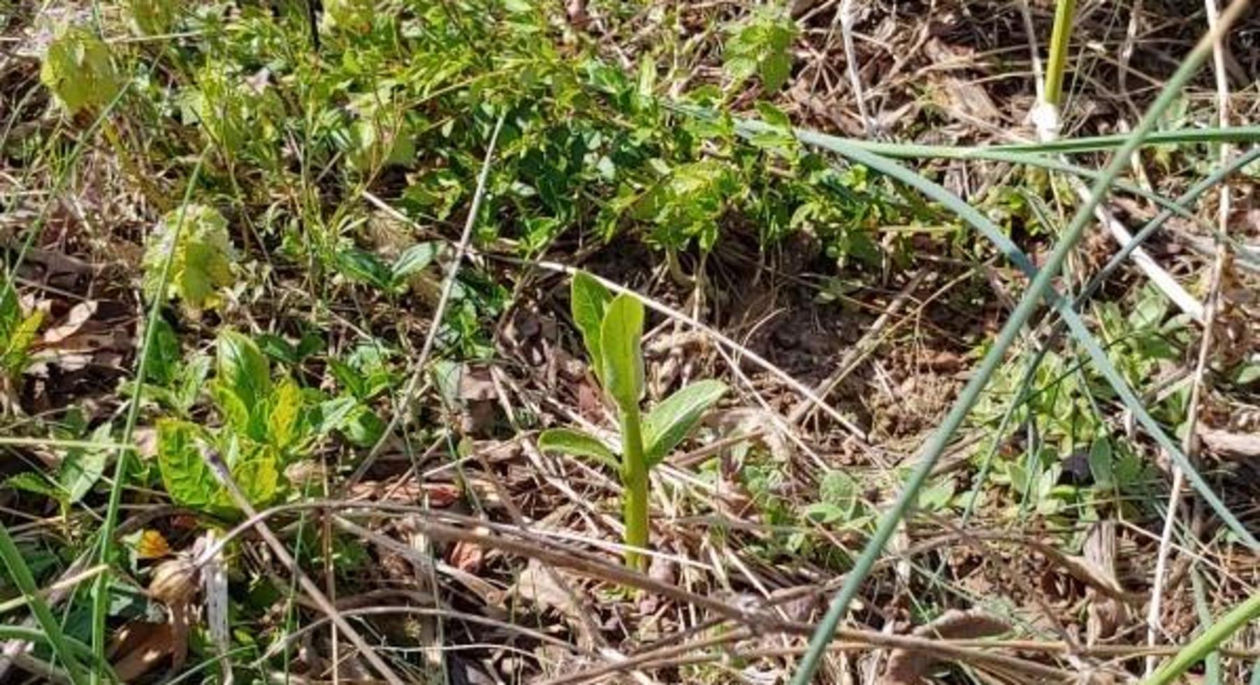 Milkweed