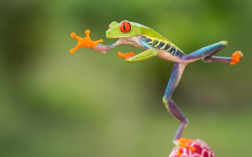 leaping frog