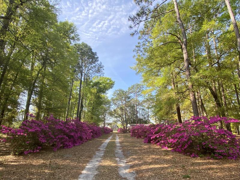The New Pine Grove - Click Here for Video Featured Photo