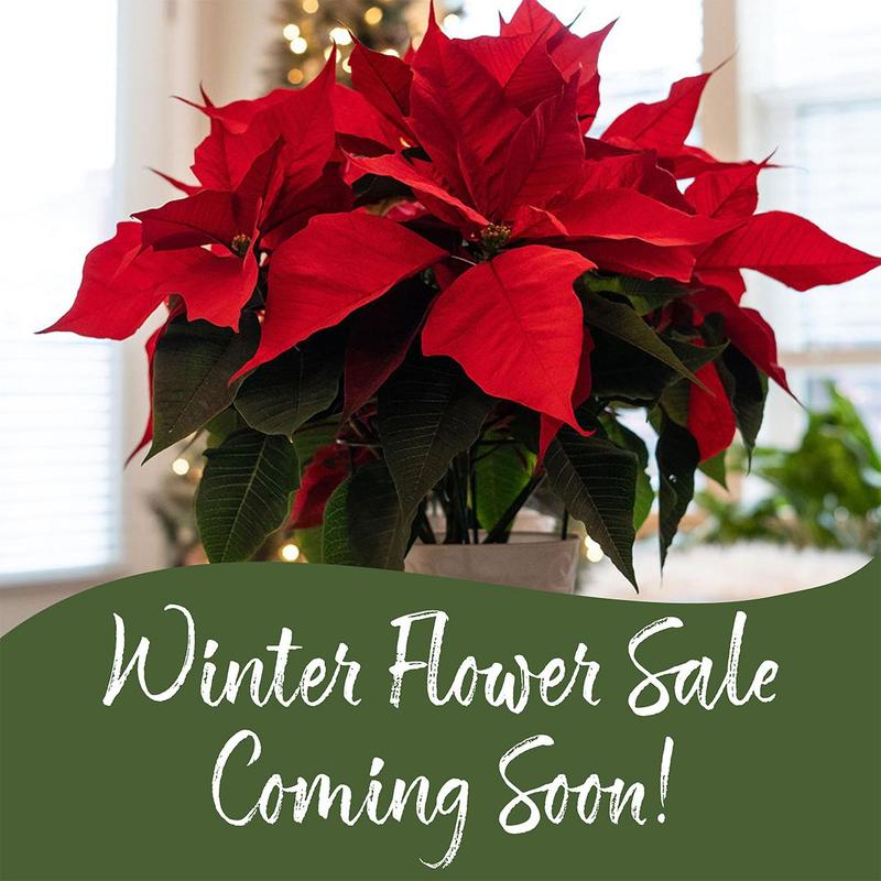 Red poinsettia winter flower sale coming soon