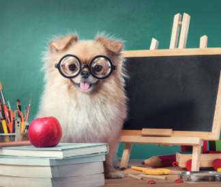 Fluffy small dog in a school scene with chalkboard and stacked books