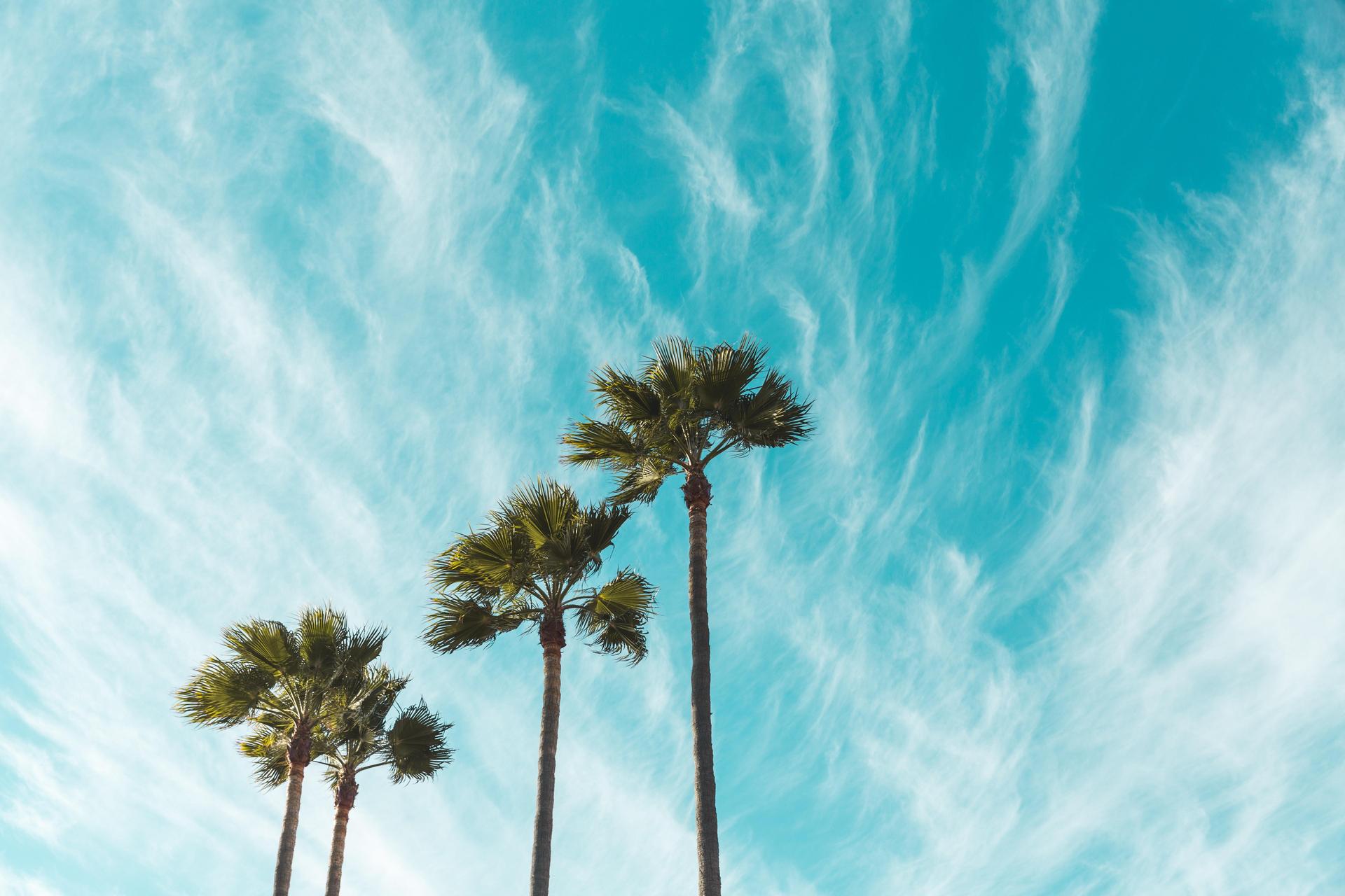 Palm tree