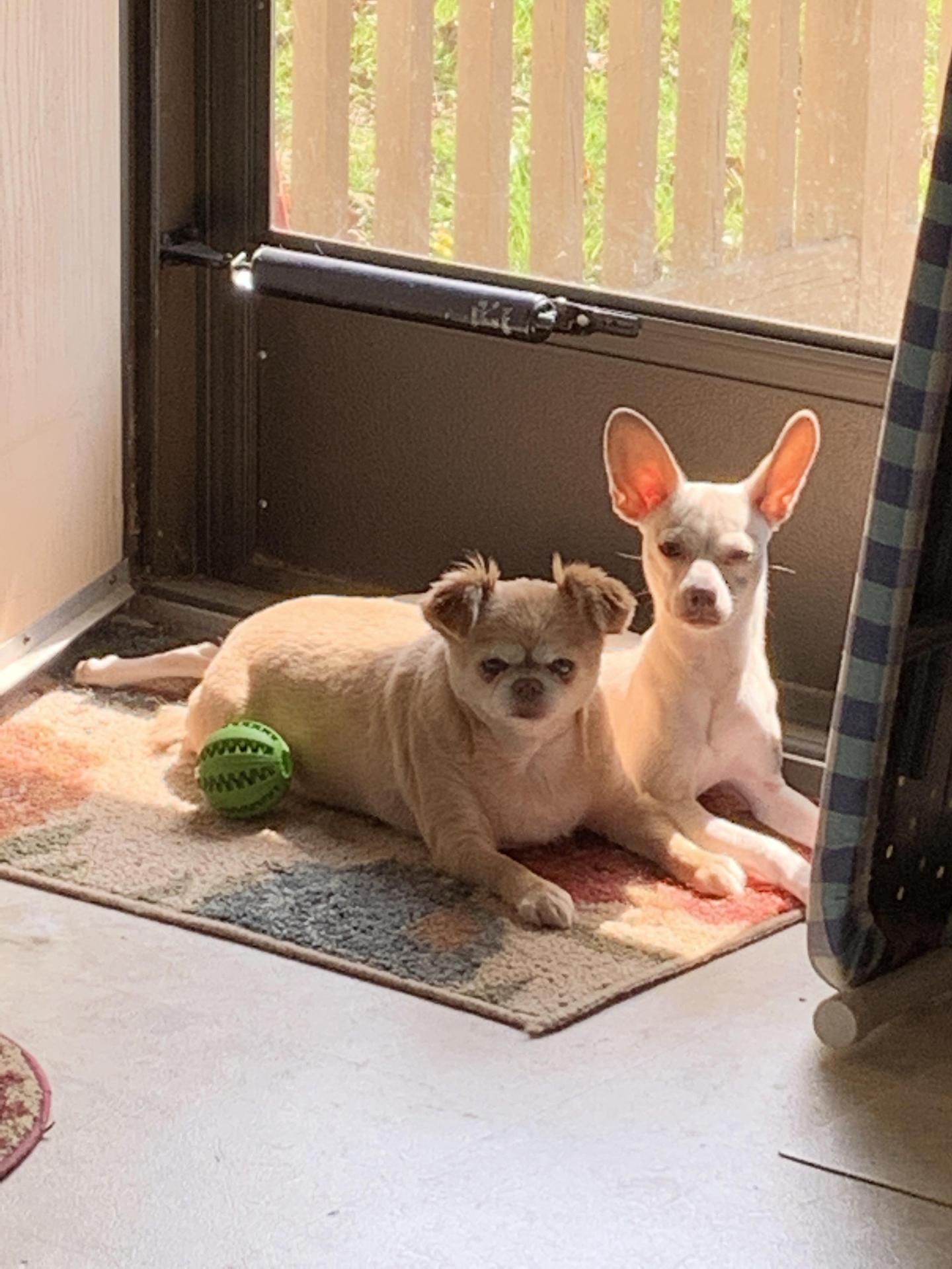 My Babies Lily and Sugar