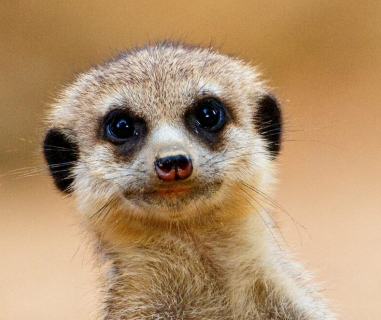 Meerkat