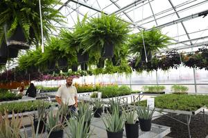Interior of greenhouse
