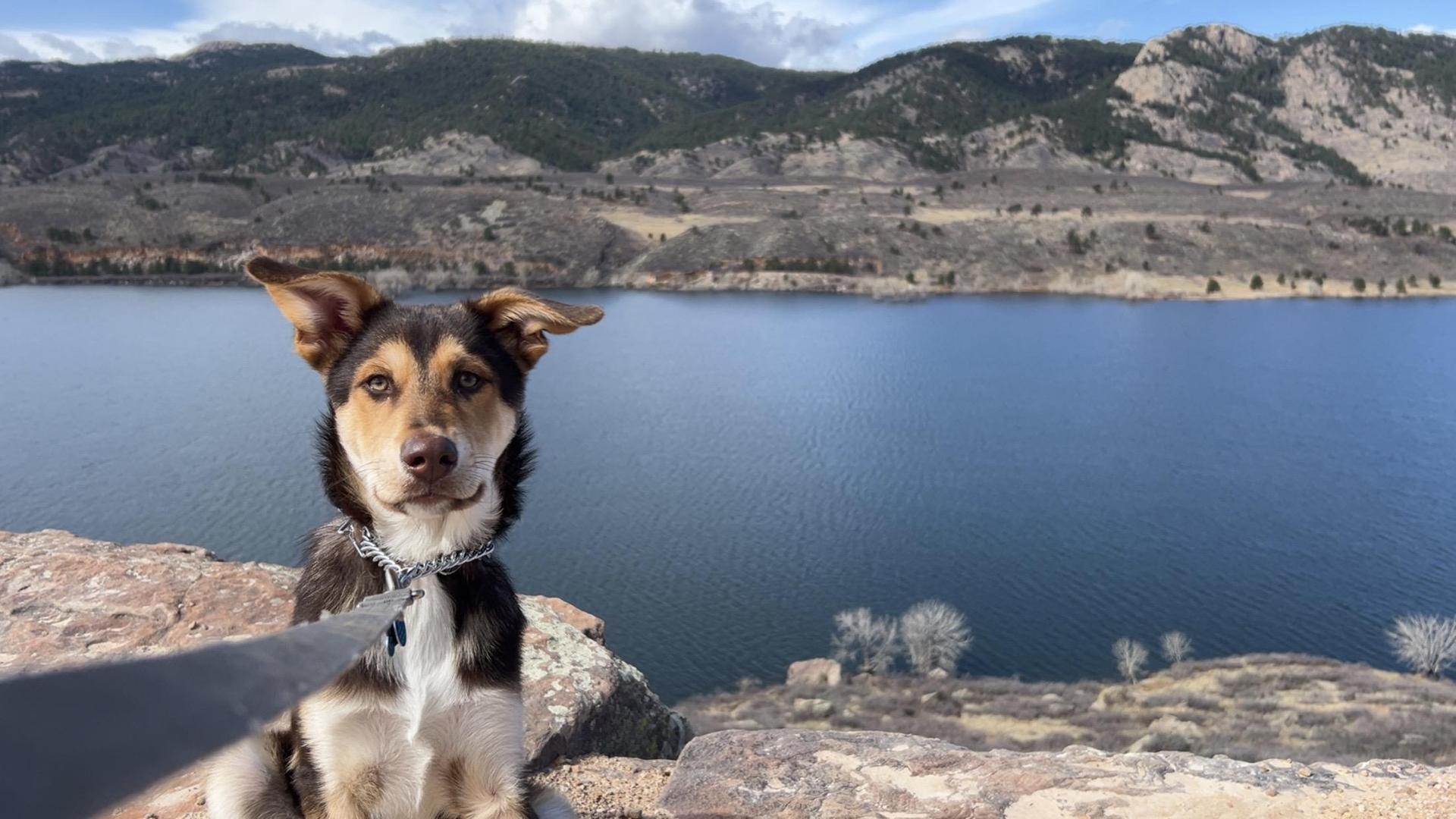 Our dog Owen at Horsetooth.