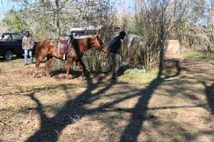 Pike County Sheriff’s Office Rescues Four Horses