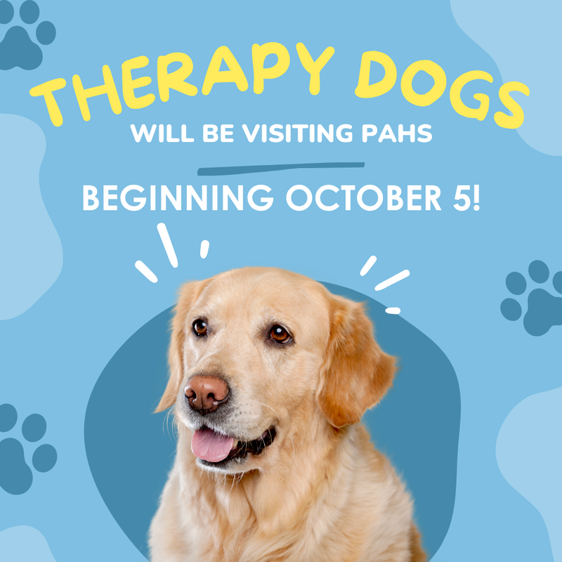light blue background with blue pay prints and a photo of a yellow labrador retriever