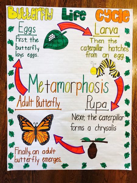 Butterfly Life cycle.jpg
