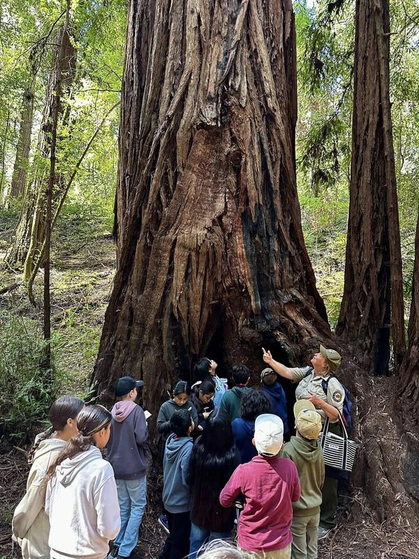 Students observing a redwood tree
