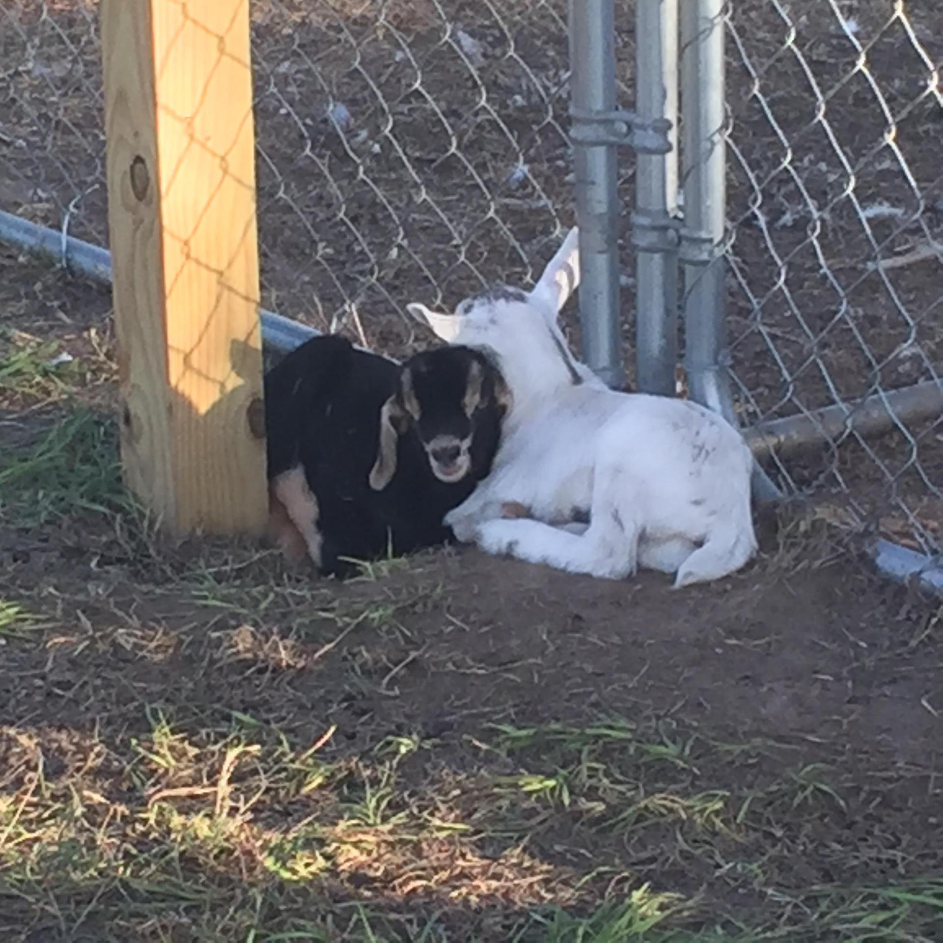 New Baby Goats