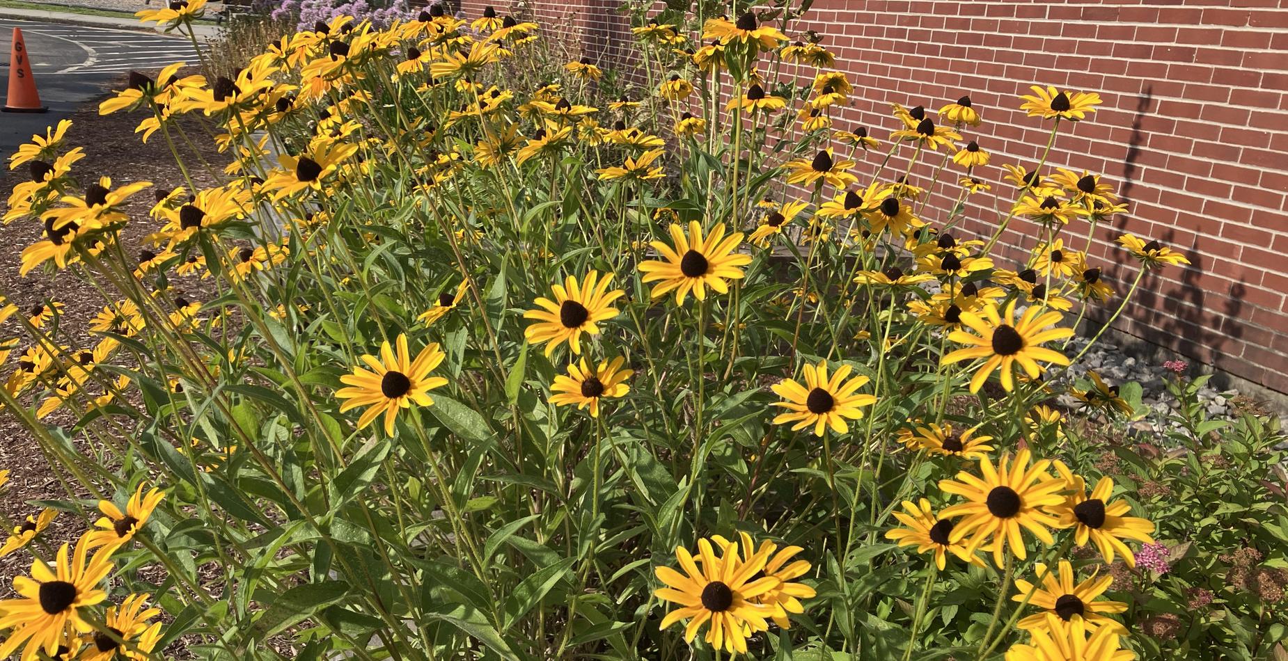 GVS Flowers
