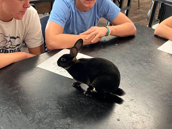 Small Animal Class - Bunny