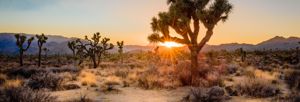 Joshua Tree National Park