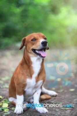 Smiling dog