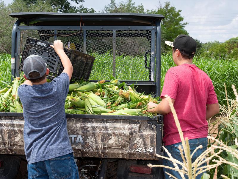 students picking corn in agriculture class