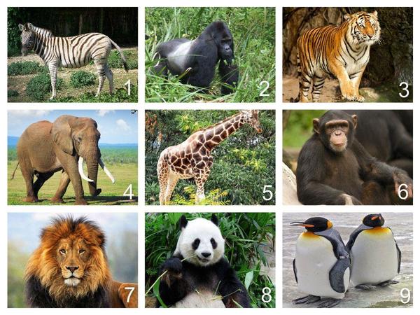 I Spy (Zoo Animals).jpg