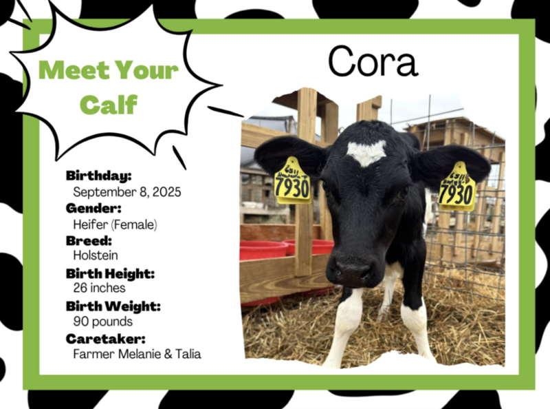 We Adopted a Cow...