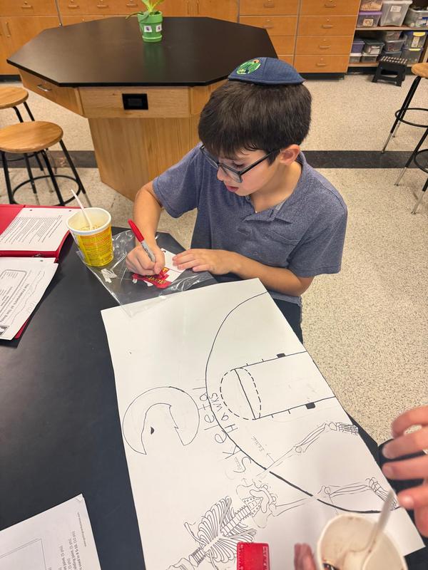 A seventh grade student working on their skeleton poster