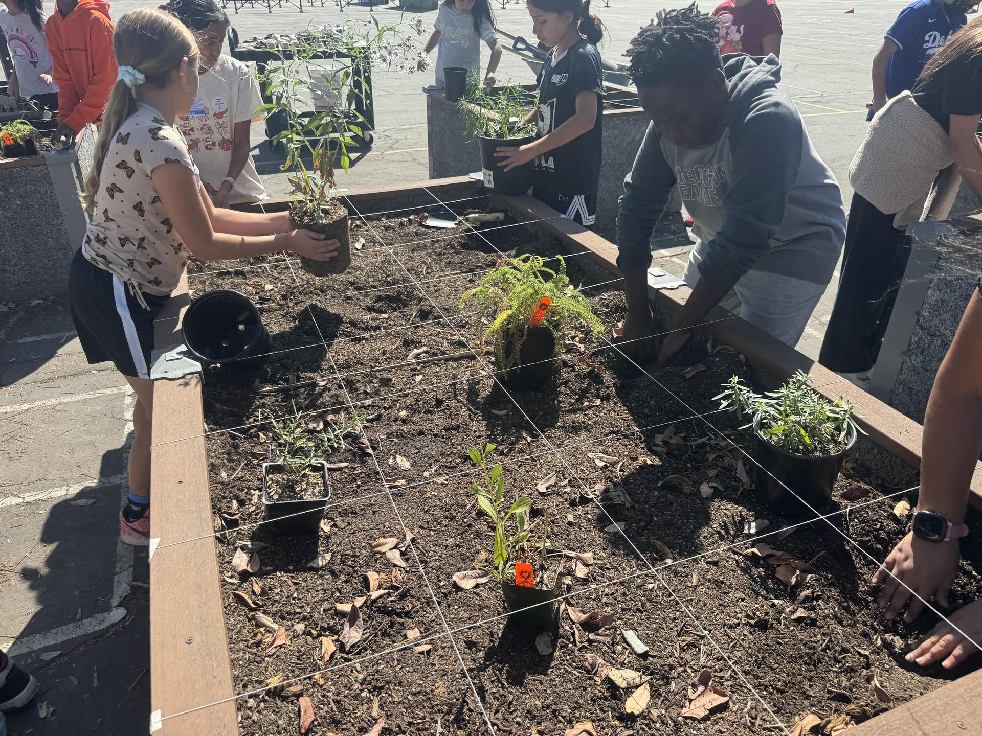 Lorne's Monarch Butterfly Sanctuary Garden