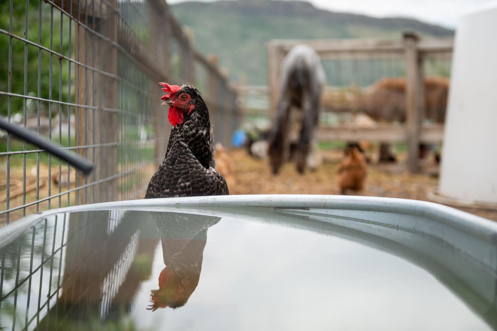 Farm School Animals
