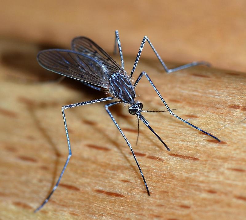 Important: Mosquito Spraying in Foxborough to Prevent EEE Featured Photo