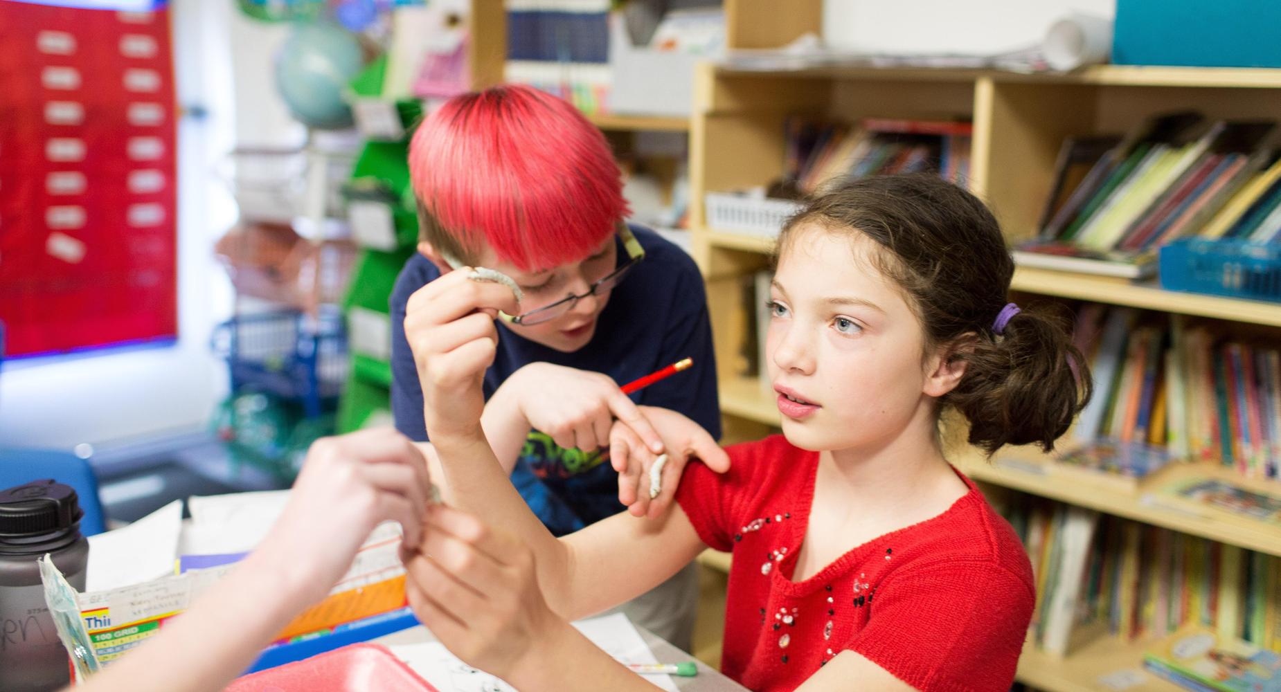 Moscow Charter School Third Grade Class Learns about the life cycle of a silkworm.
