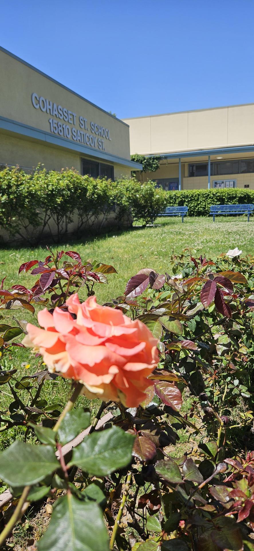 Contact Us About Us Cohasset Street Elementary