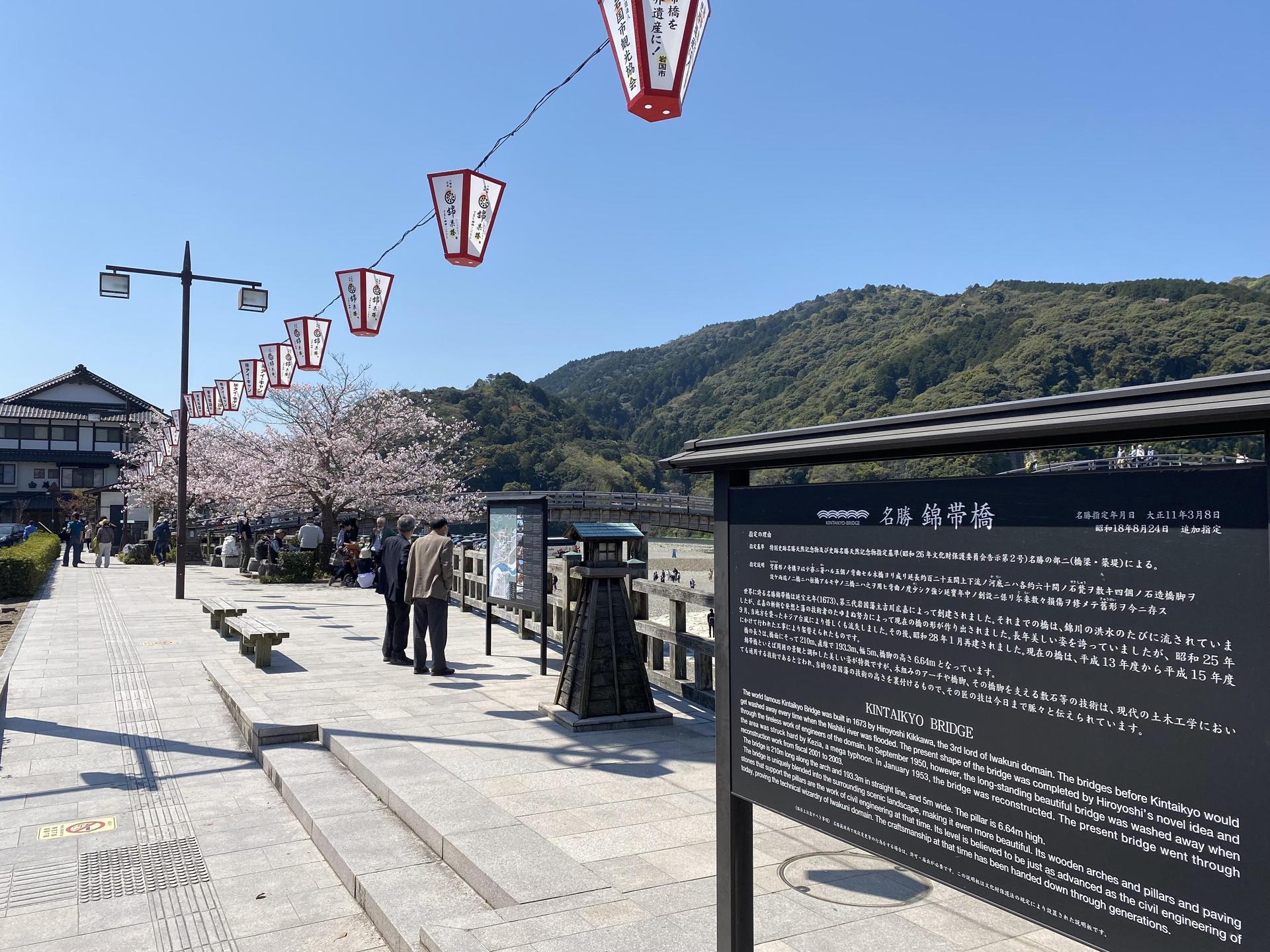 Cherry blossoms blooming