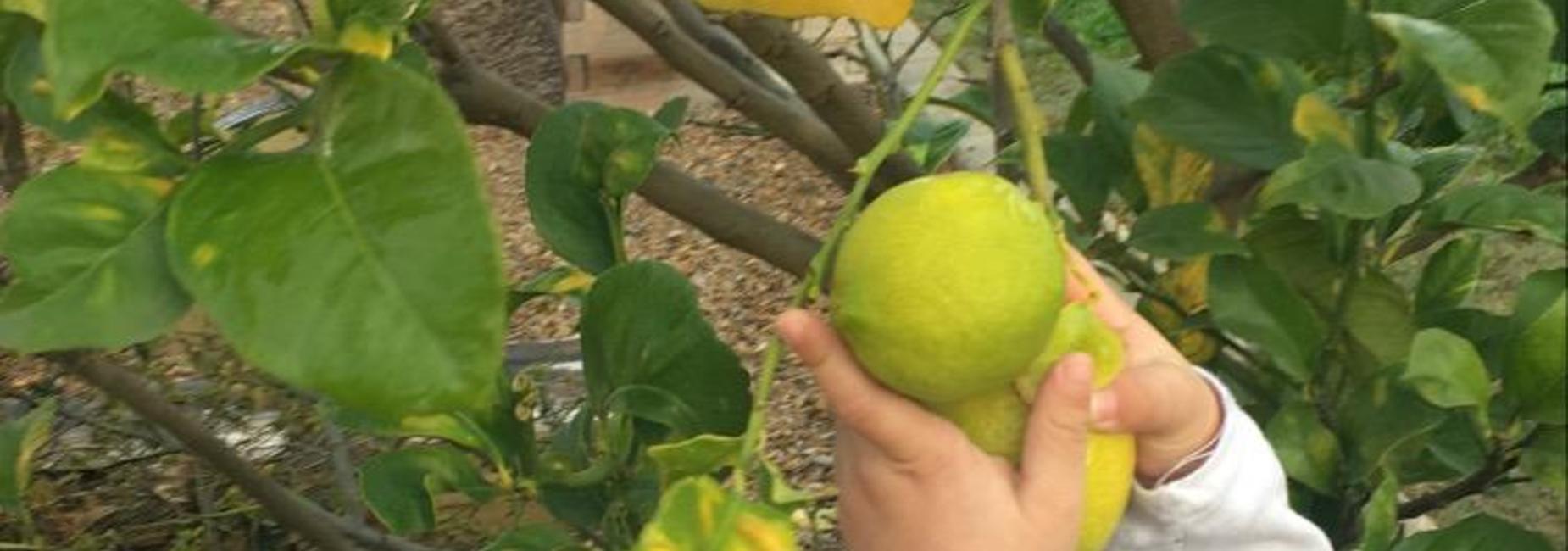 The students picked lemons from the tree,strengthening their fine motor skills and engaging in hands on learning.