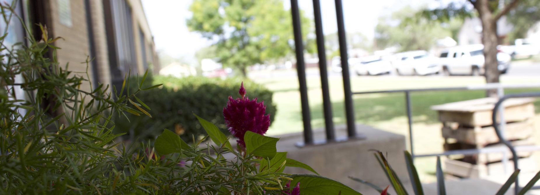 Students are greeted with flowers at the front entrance 