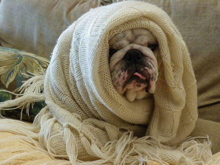 English bulldog wrapped up in blanket