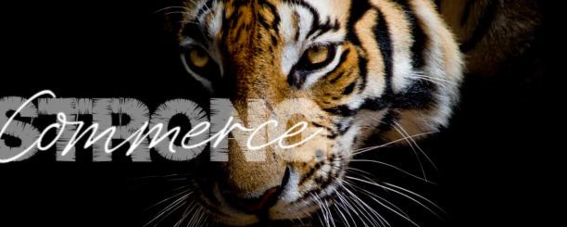 tiger