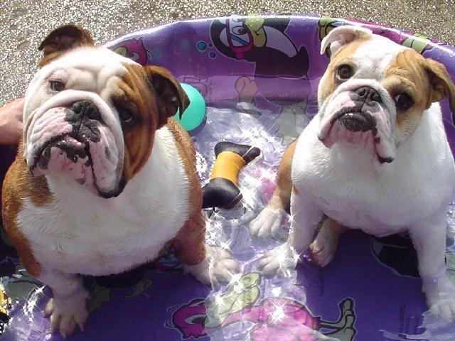 two english bulldogs sitting in a swimming pool