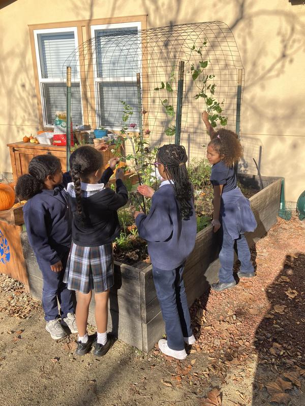 Harvesting snap peas