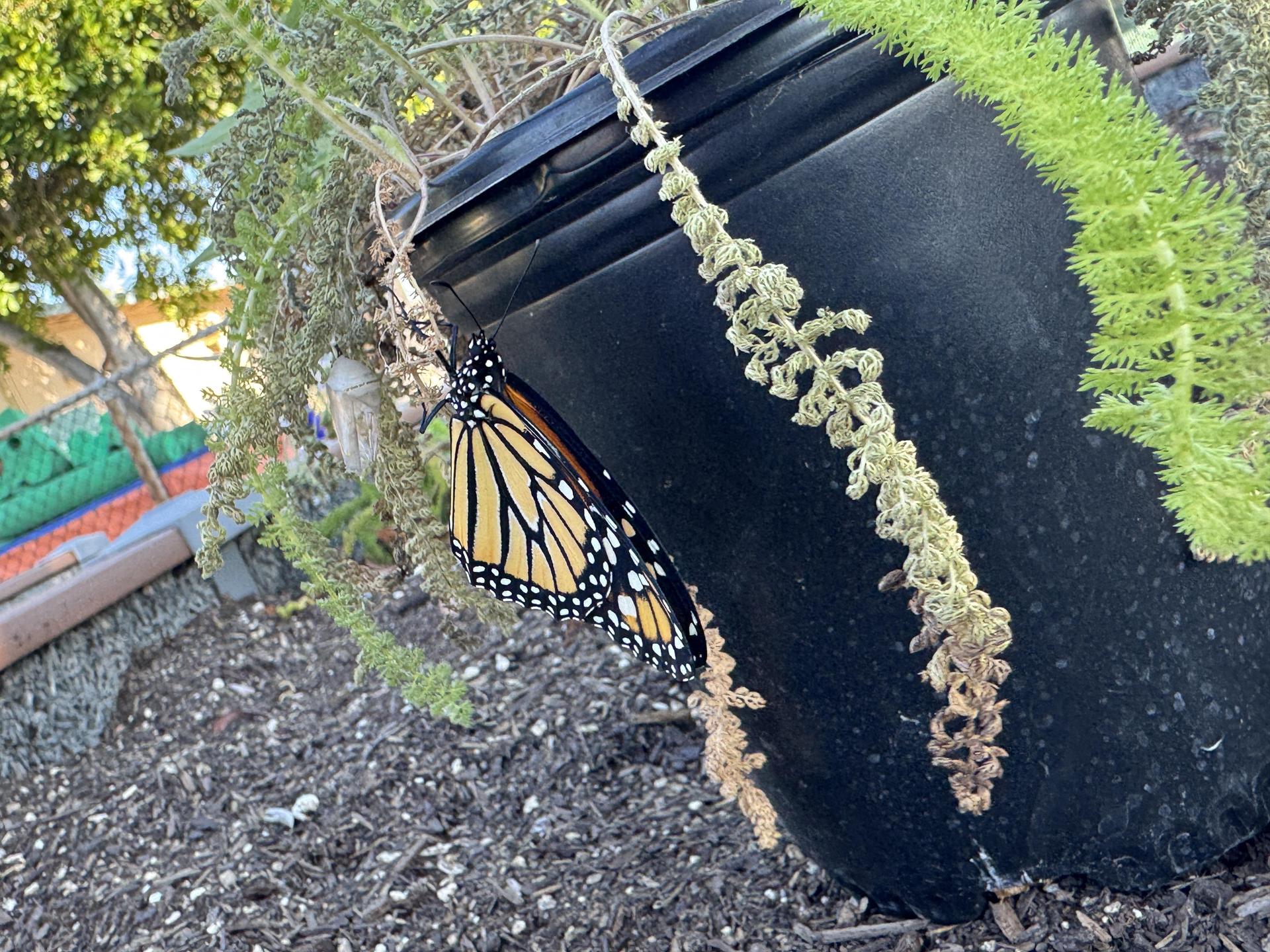 Students working on stewardship project