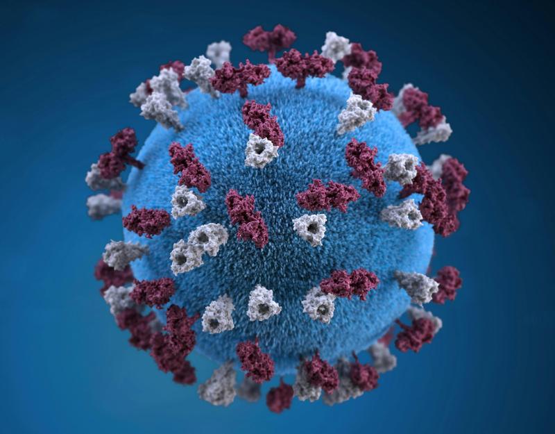 Illustration of a the measles virus under microscope
