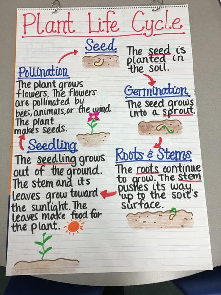 Plant Life Cycle.jpg