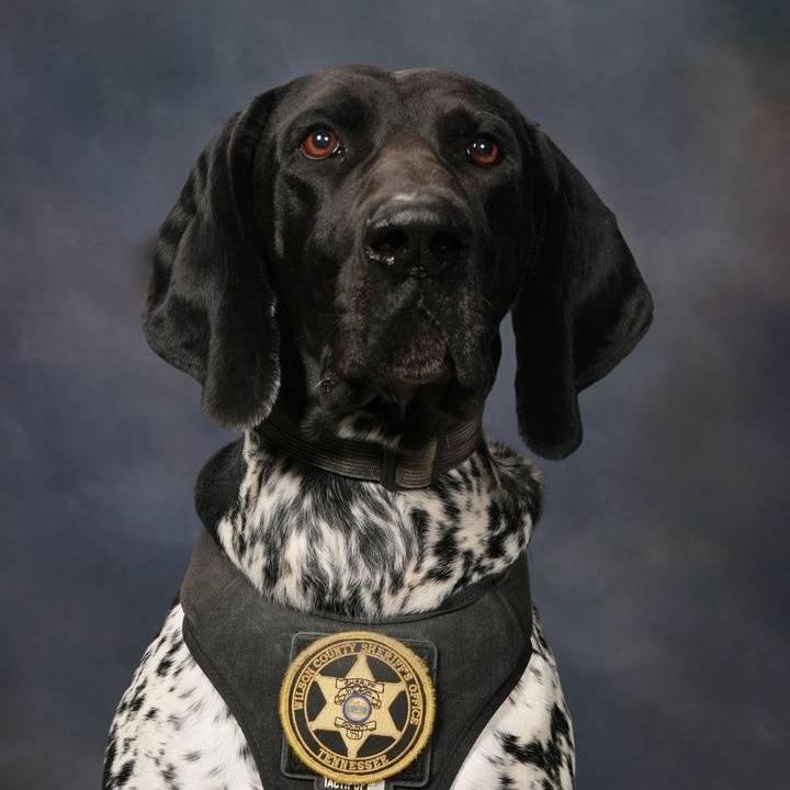 BlazeK9's Profile Photo