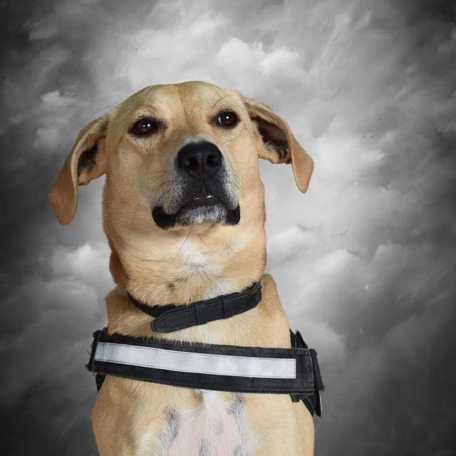 OfficerSimba's Profile Photo