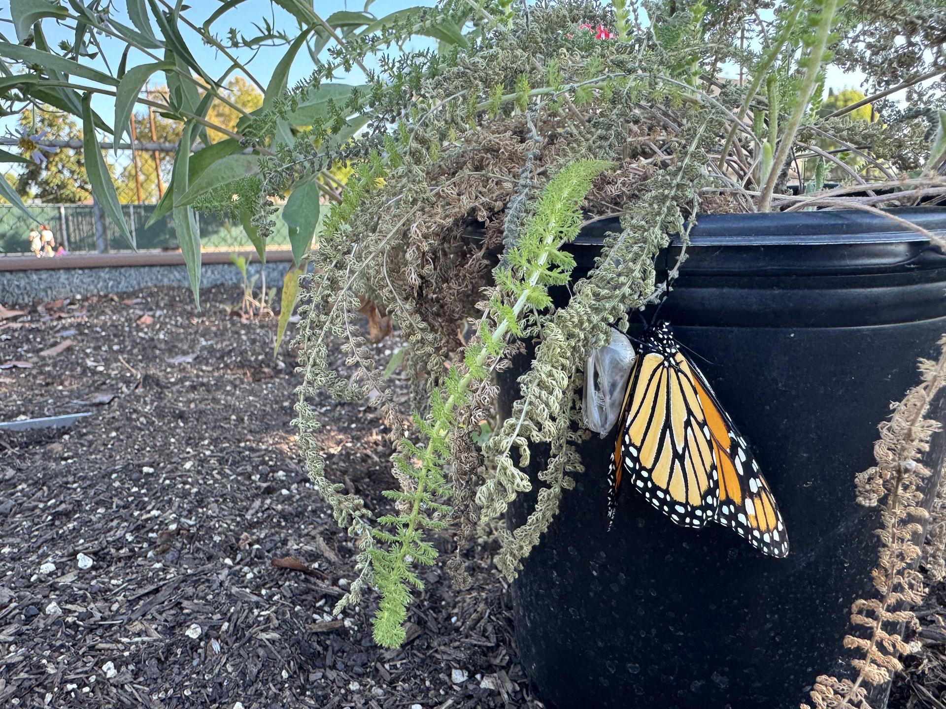 Students working on stewardship project