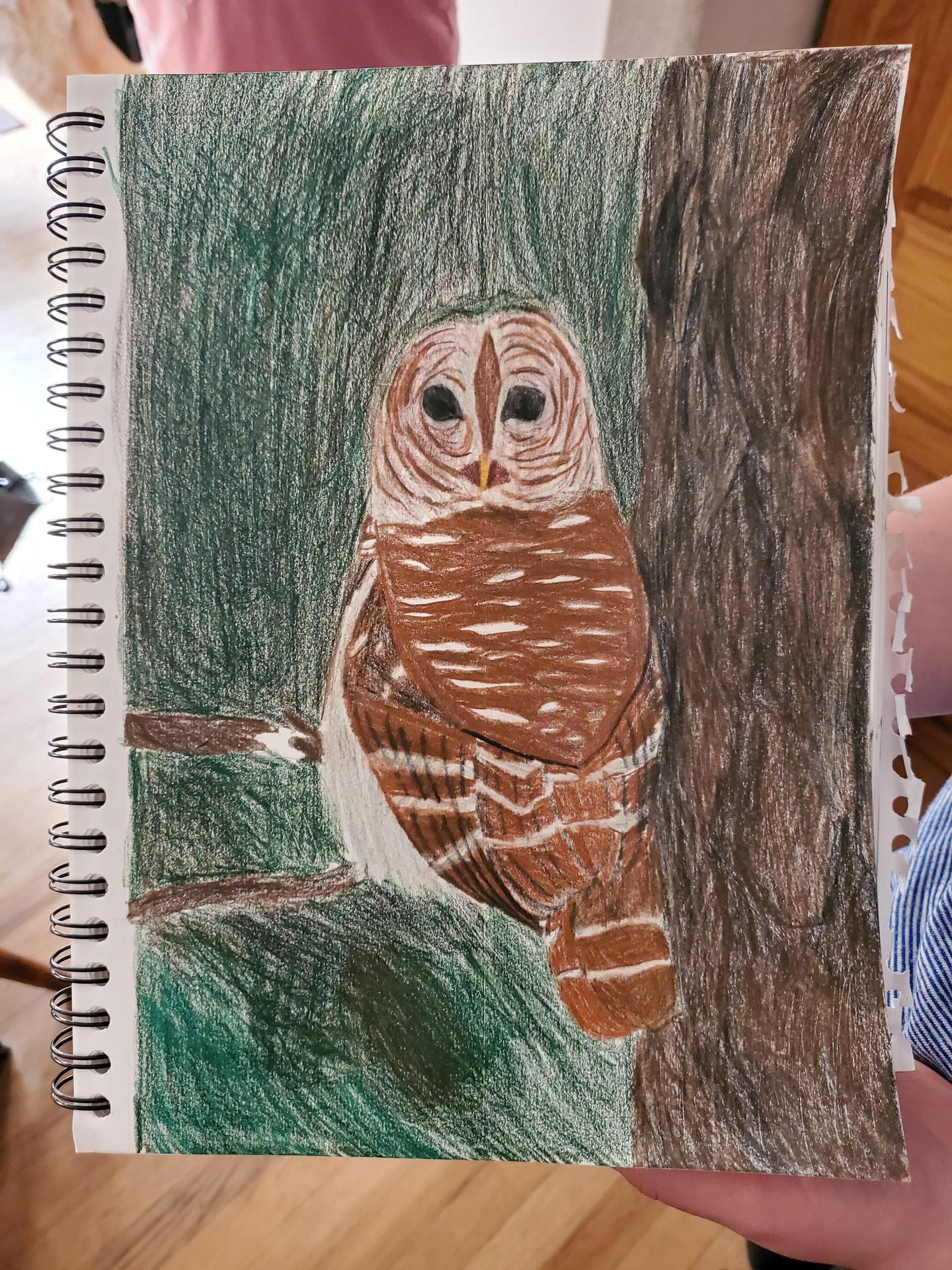 owls
