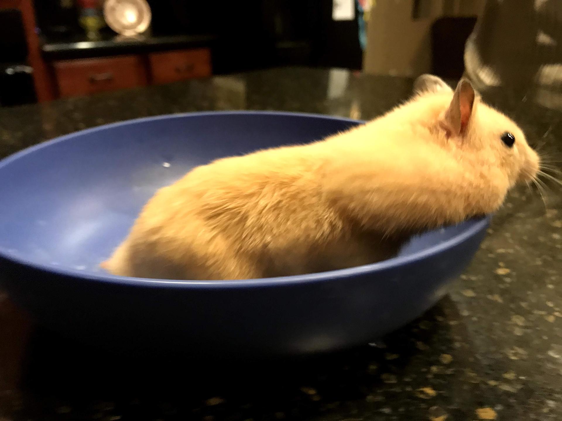 Gizmo